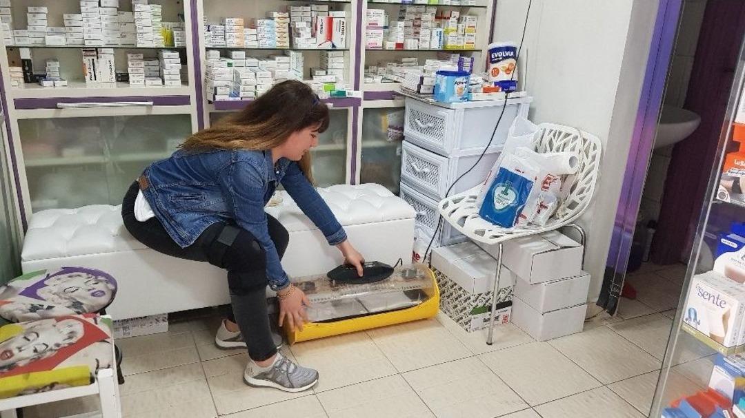 (&ouml;zel Haber) Kuşlara Annelik Yapıyor