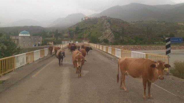 Başıboş İnekler Şoförlere Zor Anlar Yaşatıyor