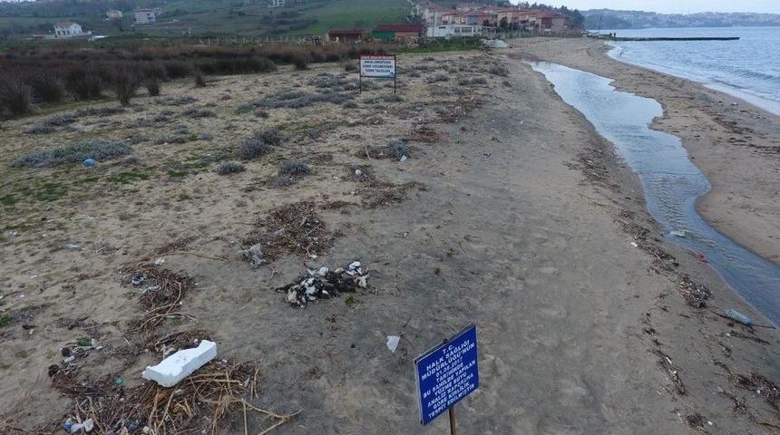 Sinop&rsquo;ta Y&uuml;zlerce Yelkovan Kuşu Telef Oldu