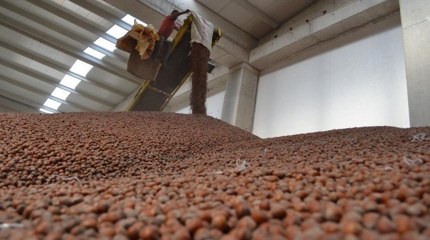 Tmo, Fındıkta 1 Milyar 400 Bin Tl Ödedi