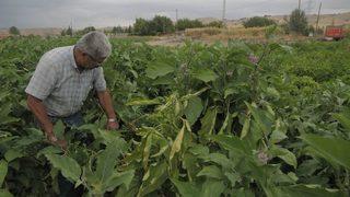 Ankara Büyükşehir Belediyesinin Sebze Fidesi Ve Salatalık Tohumu Desteği 14 Mayıs’ta Başlıyor