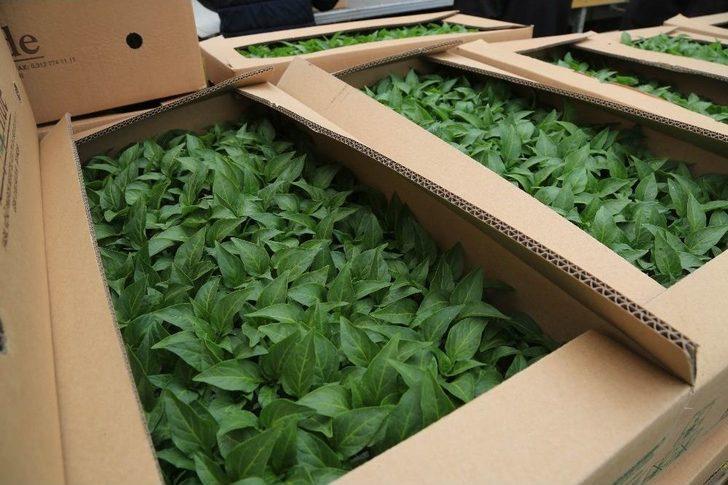 Ankara Büyükşehir Belediyesinin Sebze Fidesi Ve Salatalık Tohumu Desteği 14 Mayıs’ta Başlıyor G1