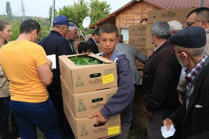 Ankara Büyükşehir Belediyesinin Sebze Fidesi Ve Salatalık Tohumu Desteği 14 Mayıs’ta Başlıyor G2