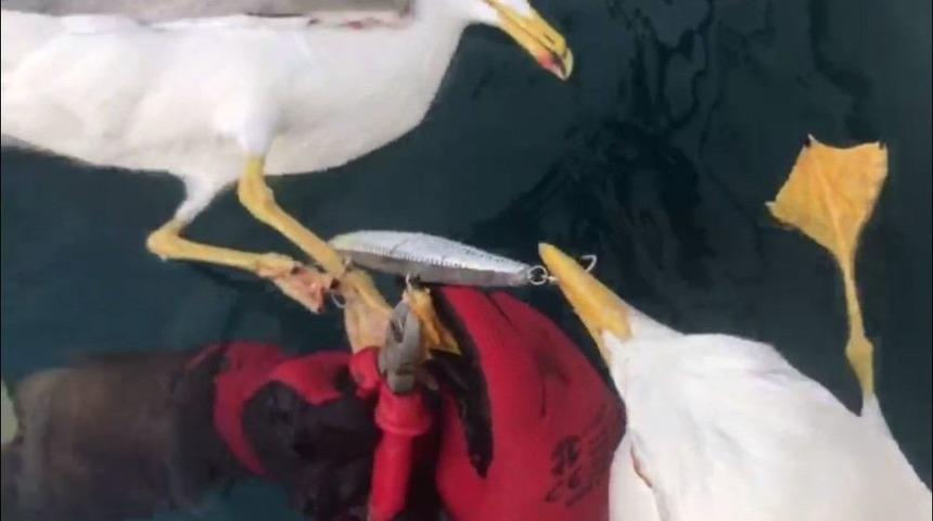 Rapalaya Yakalanarak &Ouml;l&uuml;mle Pen&ccedil;eleşen Martıların Yardımına Dalgı&ccedil;lar Yetişti