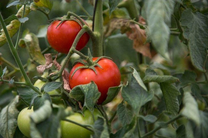 Ankara Büyükşehir Belediyesinin Sebze Fidesi Ve Salatalık Tohumu Desteği 14 Mayıs’ta Başlıyor G4