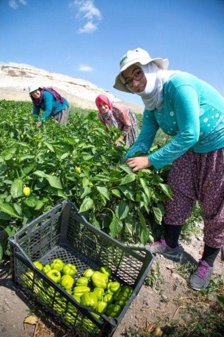 Ankara Büyükşehir Belediyesinin Sebze Fidesi Ve Salatalık Tohumu Desteği 14 Mayıs’ta Başlıyor G5