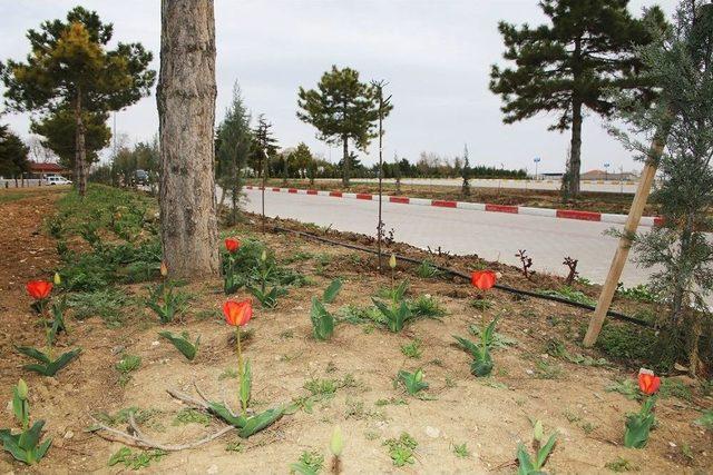 Karaman Belediyesinden Şehir Mezarlığında Çevre Düzenlemesi