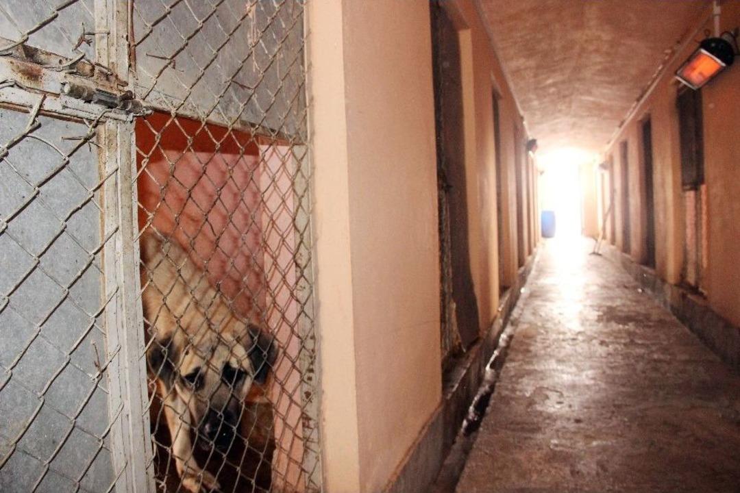 Sokak Hayvanlarına Isıtıcılı Koruma