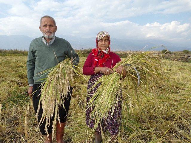 Hassa&rsquo;da &Ccedil;eltik Hasadı 3