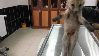 Yaralı Yavru Kurt Ve Tavşan Tedavi Altına Alındı