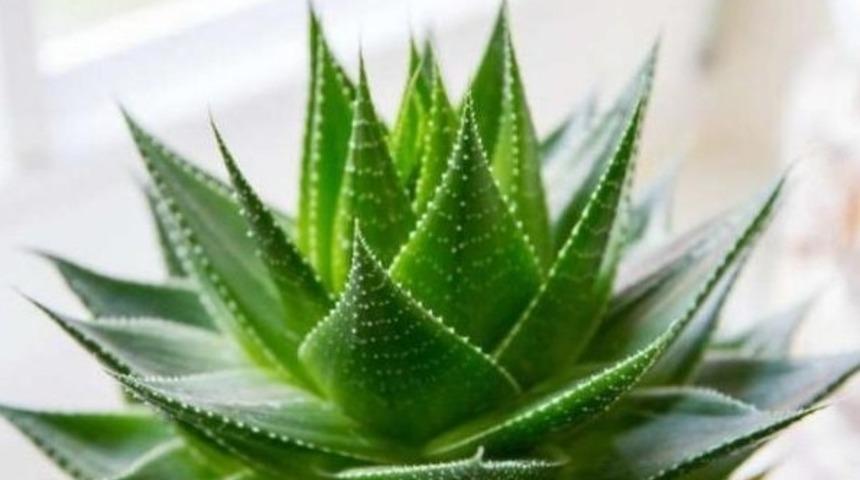 Koltuk Altı, Dirsek Gibi Koyu B&ouml;lgelerin Rengini A&ccedil;acak 7 Doğal Y&ouml;ntem