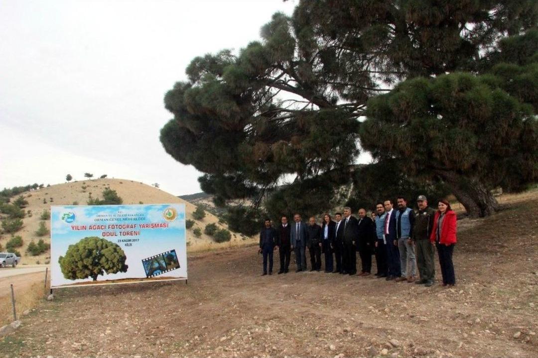 (&ouml;zel Haber) 260 Yıllık Kızıl&ccedil;am Ağacı B&uuml;y&uuml;k İlgili G&ouml;r&uuml;yor