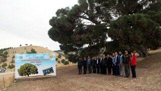 (özel Haber) 260 Yıllık Kızılçam Ağacı Büyük İlgili Görüyor