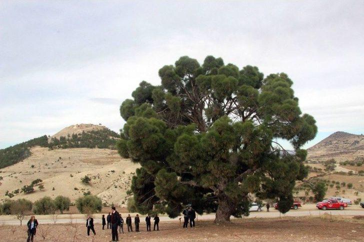 (özel Haber) 260 Yıllık Kızılçam Ağacı Büyük İlgili Görüyor G1