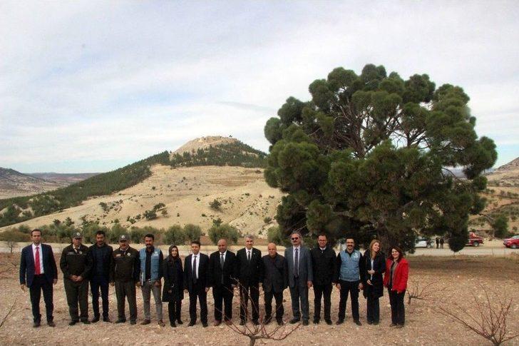 (özel Haber) 260 Yıllık Kızılçam Ağacı Büyük İlgili Görüyor G2