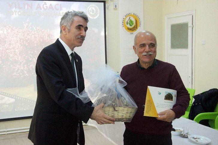 (özel Haber) 260 Yıllık Kızılçam Ağacı Büyük İlgili Görüyor G4