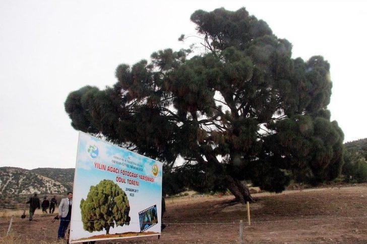 (özel Haber) 260 Yıllık Kızılçam Ağacı Büyük İlgili Görüyor G5