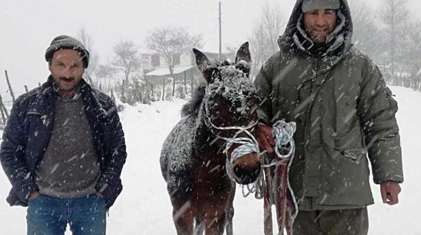 Karda Donmak Üzere Olan At Kurtarıldı