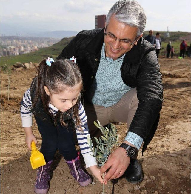 Zeytin Fidanları Toprakla Buluştu