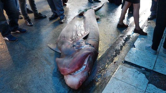 Akdeniz’in En Büyük Köpek Balığı Yakalandı