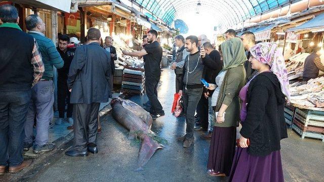 Akdeniz’in En Büyük Köpek Balığı Yakalandı