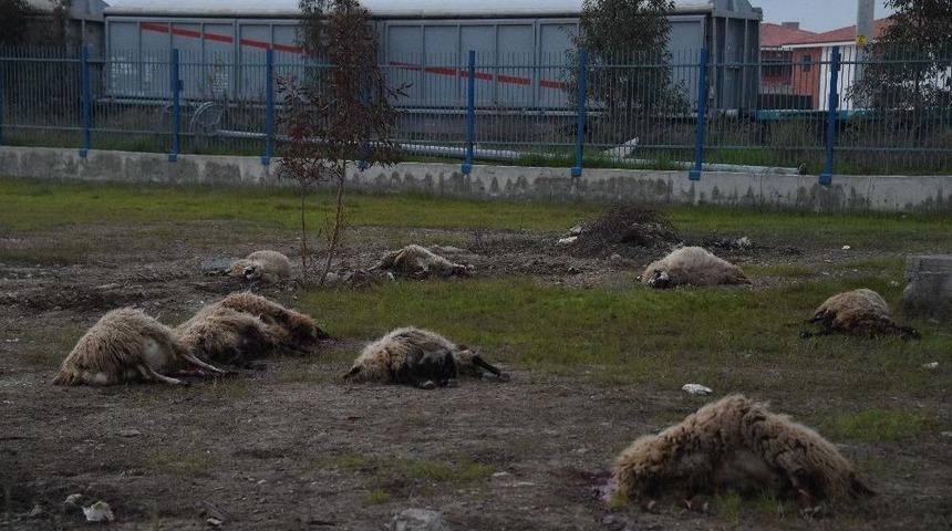 Mersin&rsquo;de 31 Koyun Zehirlendi