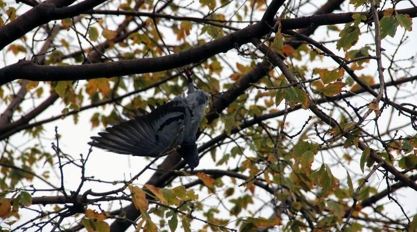 Giresun&rsquo;da Ağa&ccedil;ta G&uuml;vercin Kurtarma Operasyonu