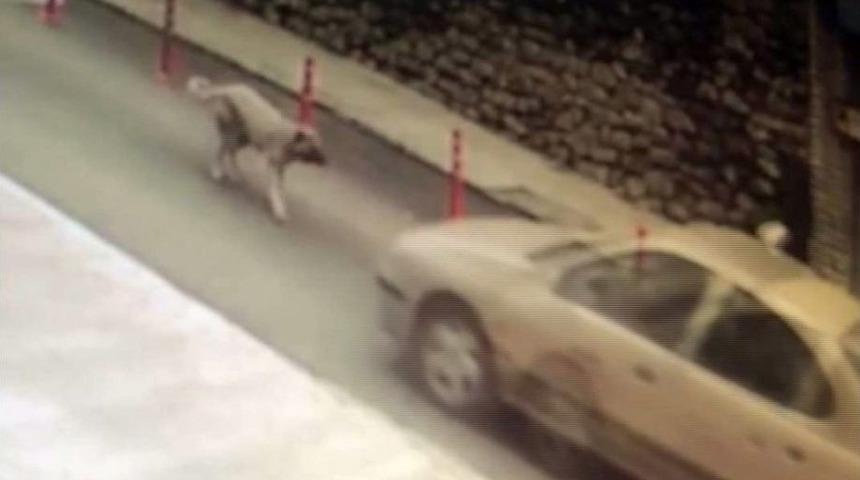 (özel) Resmi Plakalı Araç Ezdiği Köpeği Bırakıp Kaçtı