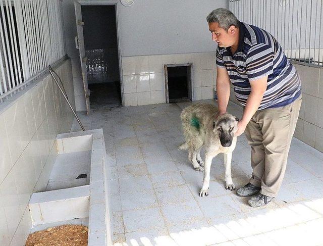 (özel) Resmi Plakalı Araç Ezdiği Köpeği Bırakıp Kaçtı