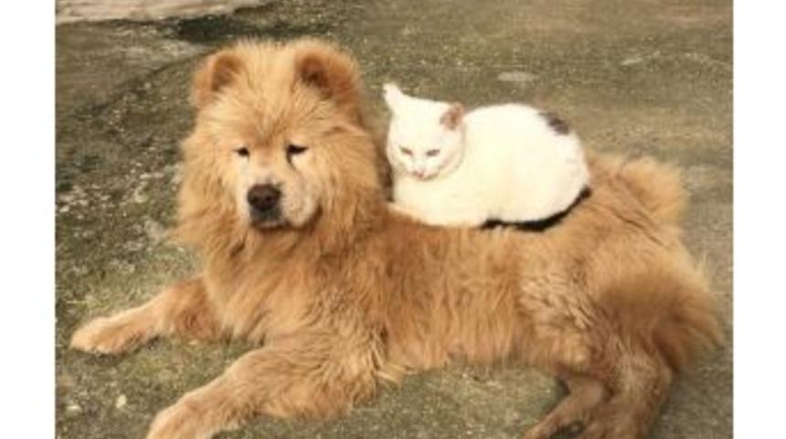 Düşmanlık Yok Dostluk Var