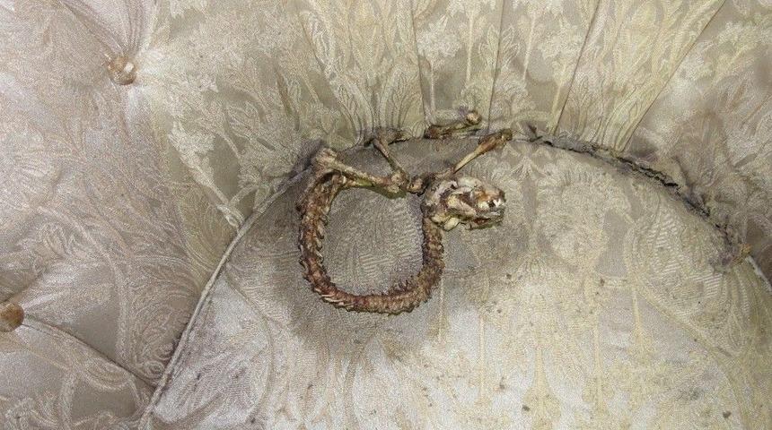 Bing&ouml;l&rsquo;de İlgin&ccedil; Hayvan İskeleti