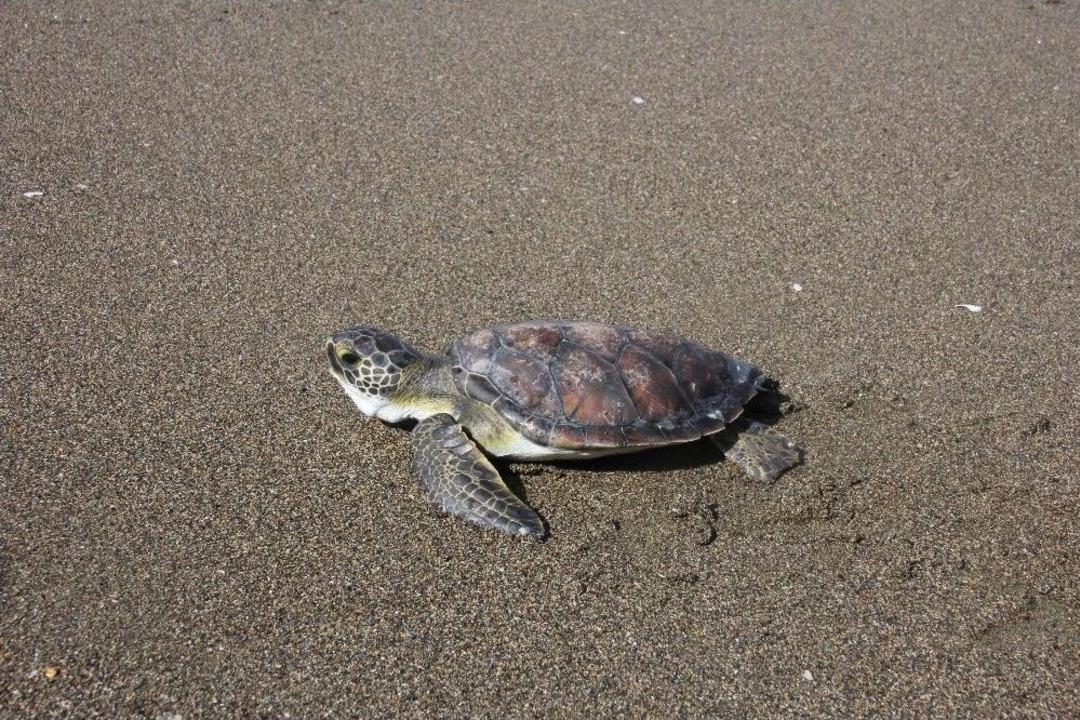 "zeytin" Denize Kavuştu