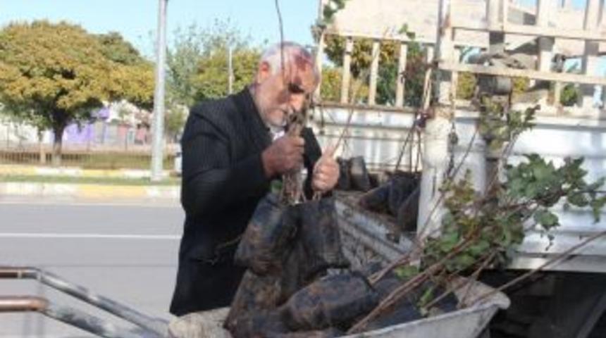 Şanlıurfa’da Fıstık Fidanları Ekilmeye Başlandı