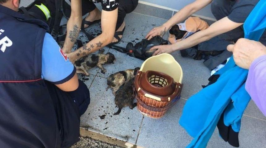 Yavru K&ouml;pekleri Yanmaktan İtfaiye Ekipleri Kurtardı