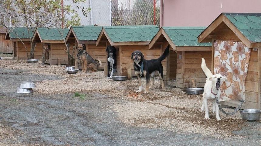 Sokak Hayvanlarına Şefkat Eli