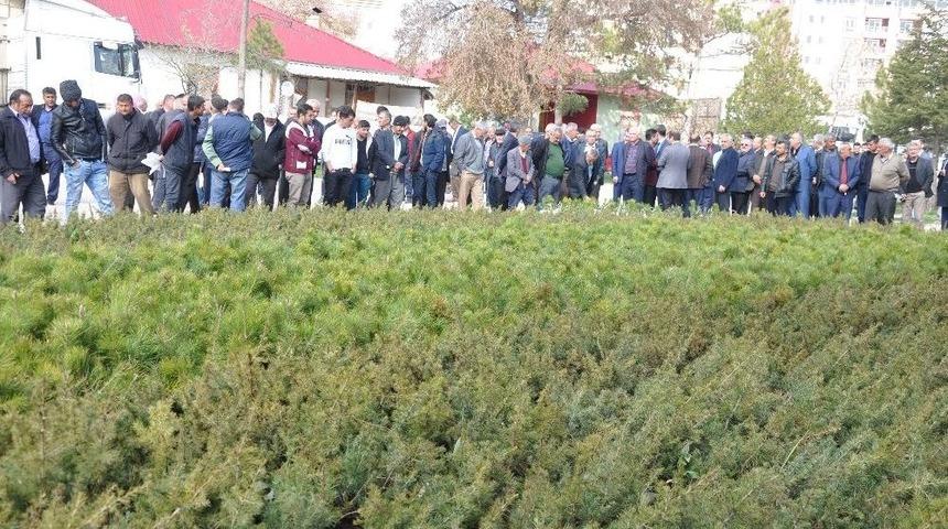 Afşin&rsquo;de 83 Bin &Ccedil;am Fidanı Dağıtıldı