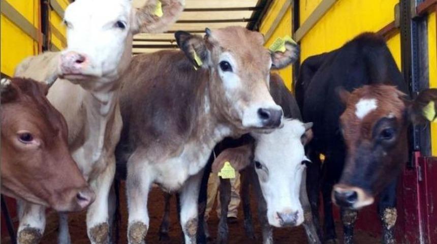 Kızılcahamam&rsquo;da Gen&ccedil; &Ccedil;ift&ccedil;i Projesi Hayata Ge&ccedil;ti