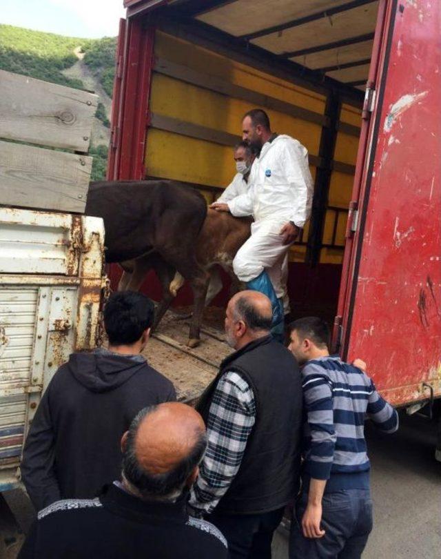 Kızılcahamam’da Genç Çiftçi Projesi Hayata Geçti