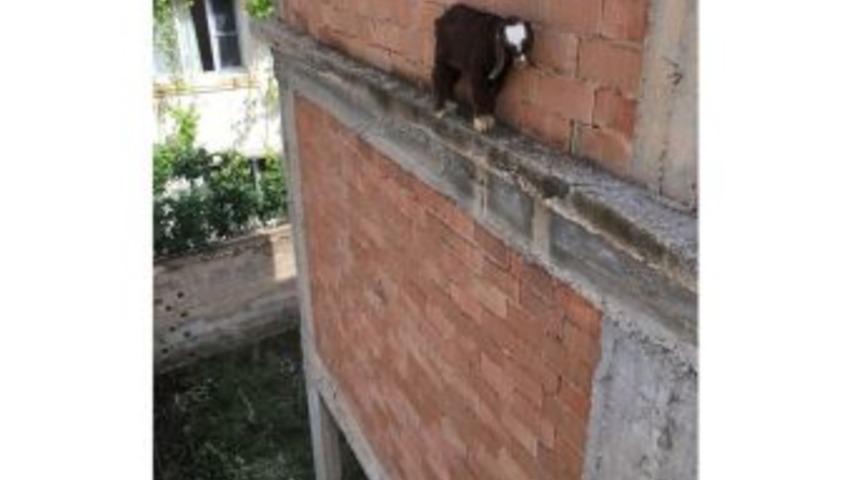 Nusaybin&rsquo;de 10 Metre Y&uuml;ksekliğe &Ccedil;ıkan Oğlağı İtfaiye Kurtardı