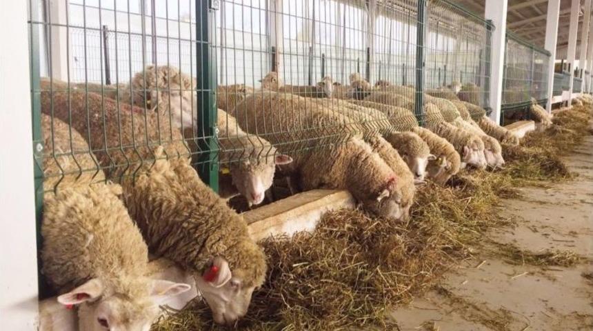 B&uuml;y&uuml;kşehir&rsquo;den Koyunculuğa B&uuml;y&uuml;k Destek