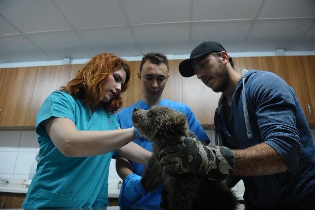 (&ouml;zel Haber) 3 Yavru Ayıya Mikro Cip Takıldı