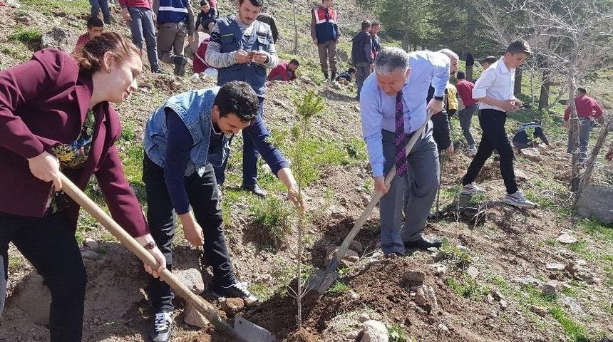 Develi&rsquo;de Fidan Dikimi