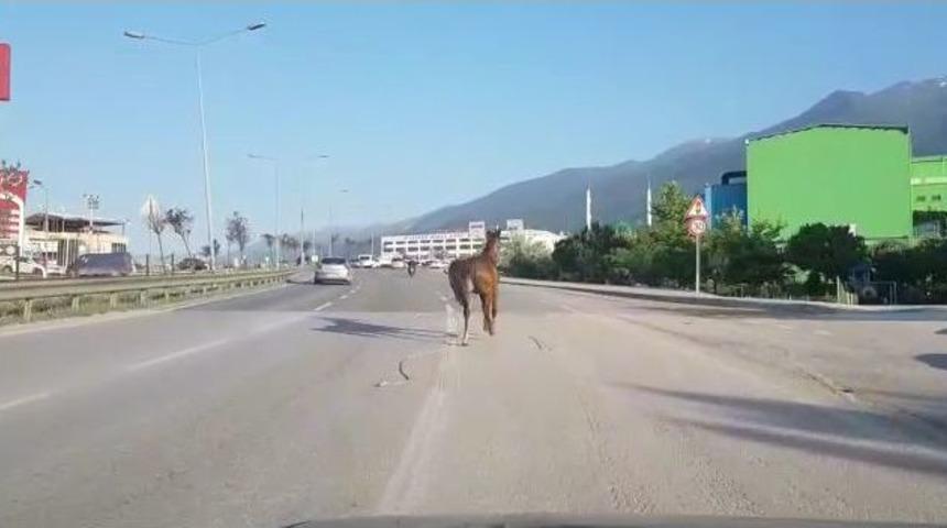 İpini Koparan Başıboş At Trafiği Tehlikeye Soktu
