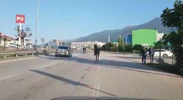 İpini Koparan Başıboş At Trafiği Tehlikeye Soktu