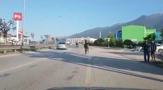 İpini Koparan Başıboş At Trafiği Tehlikeye Soktu