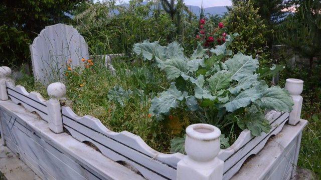 Karadenizlinin ‘karalahana’ Aşkı