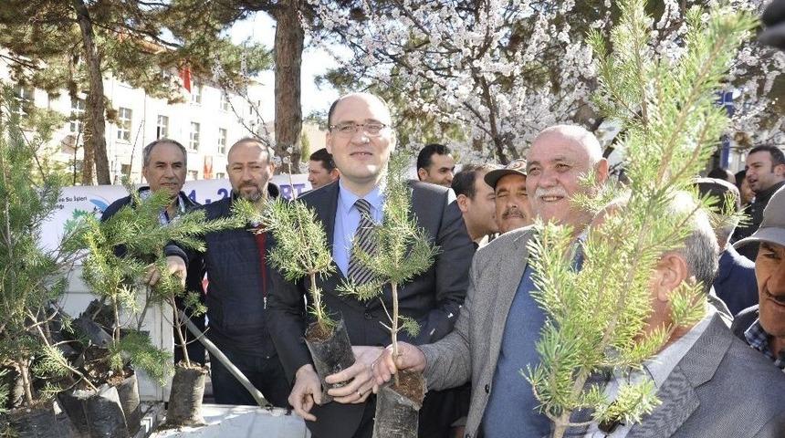 Suşehri&rsquo;nde &Ccedil;am Fidanı Dağıtıldı