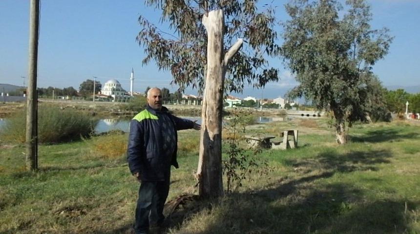 Burhaniye İmko Tatil Sitesi&rsquo;nde Budama Tartışması