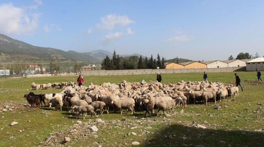 Afrin’deki Mehmetçiğe 300 Kurban