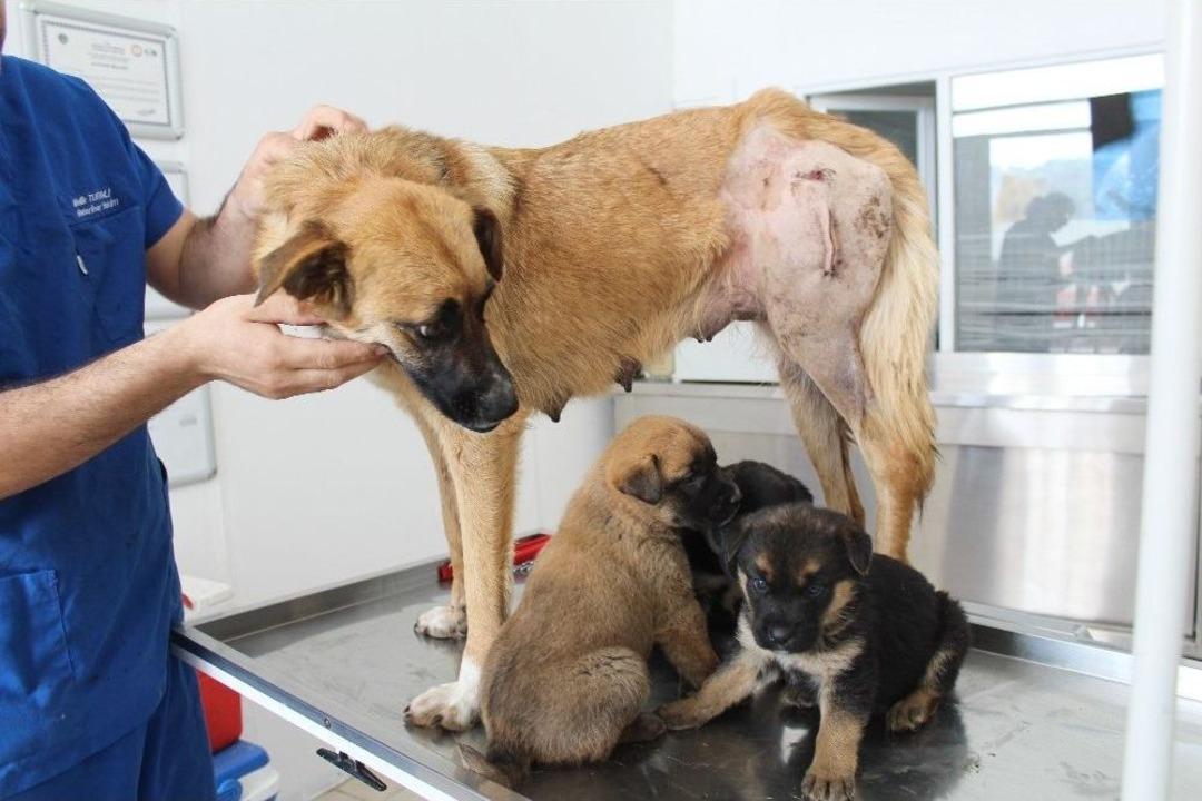 Vicdansızlar 3 Yavrusu Olan Sokak K&ouml;peğini Av T&uuml;feğiyle Vurdu